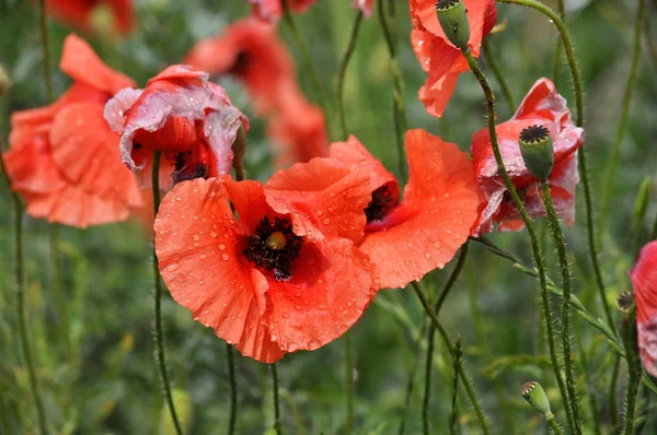 Rode papaver met dauwdruppels — Stockfoto