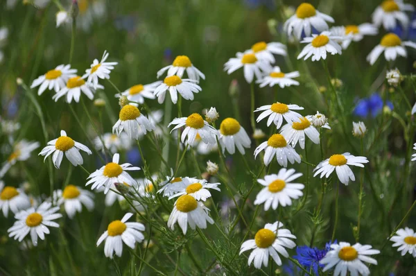 Doğada papatya çayı olarak yetişir (Matricaria recutita)