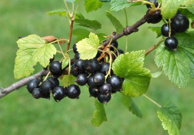 Çalının dalındaki meyve bahçesinde olgunlaşmış frenk üzümü