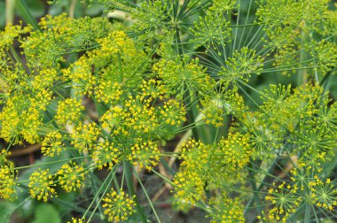 Bahçede dereotu yetişir.