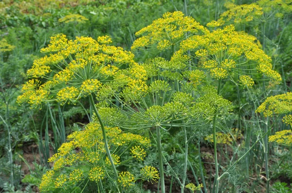 Bahçede dereotu yetişir.