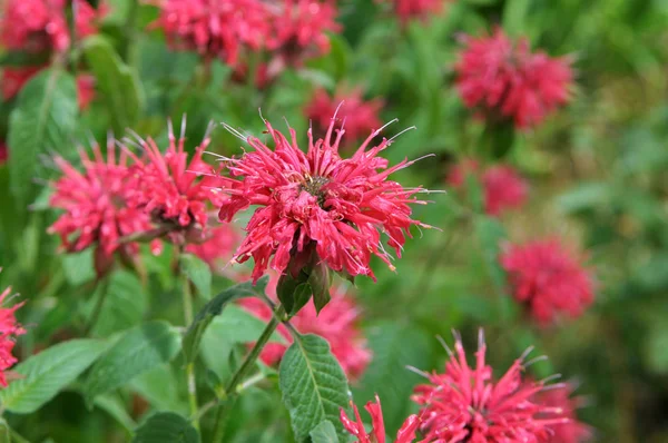 In the garden it blooms Monarda didyma — Stock Photo, Image