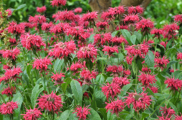 In the garden it blooms Monarda didyma