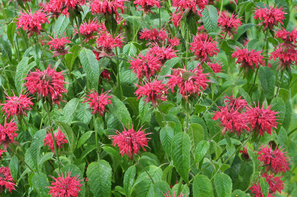 In the garden it blooms Monarda didyma