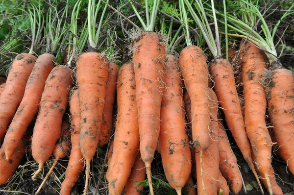 En una pila de zanahorias frescas cosechadas — Foto de Stock