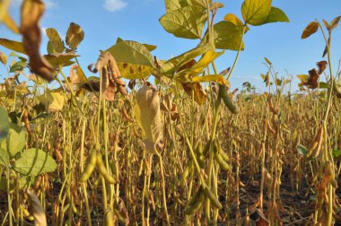 Soya fasulyesi çiftçinin tarlasında olgunlaşır