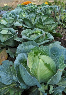 Lahana açık zeminde büyür