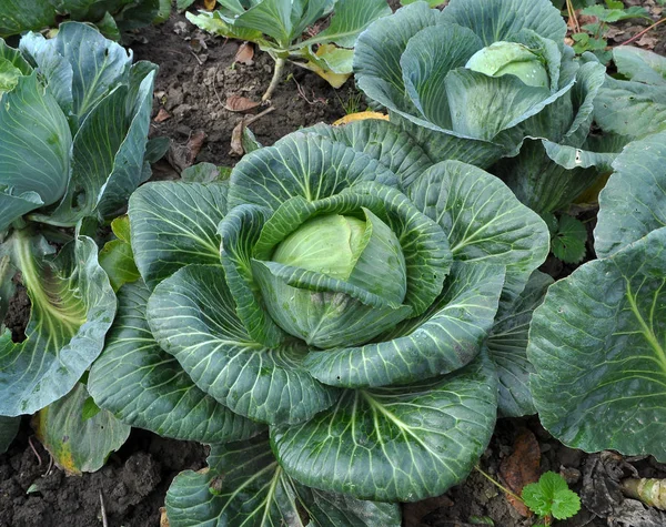 Cabbage grows in the open ground — Stock Photo, Image