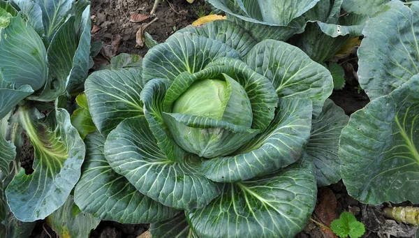 Cabbage grows in the open ground — Stock Photo, Image