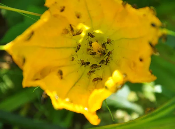 On a zucchini flower Western corn beetle — Stock Photo, Image
