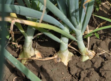 Soğanlar açık zeminde soğan yetiştirir.