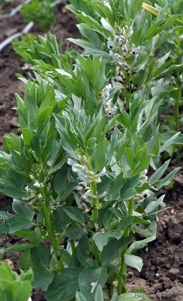 In the field, beans (Vicia faba) bloom — ストック写真