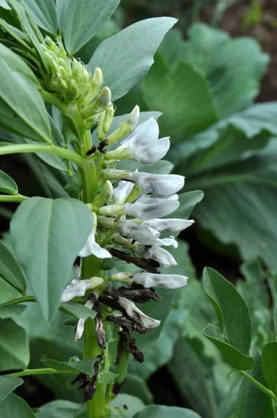 På fältet blommar bönor (Vicia faba) — Stockfoto