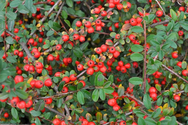 Frukt mognad på cotoneaster busken — Stockfoto