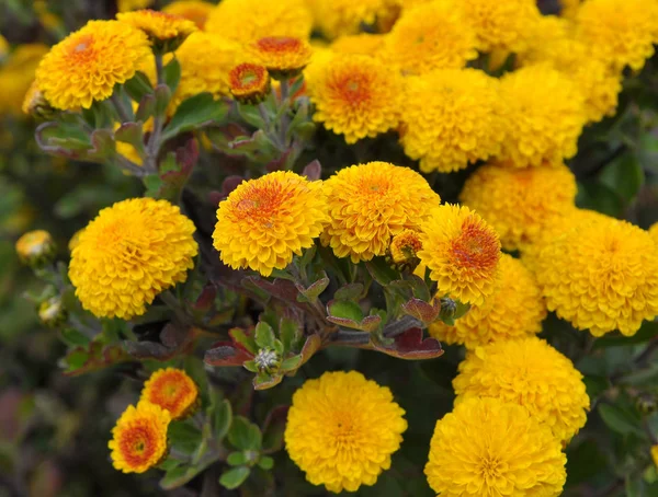 Fioritura autunnale di crisantemo — Foto Stock