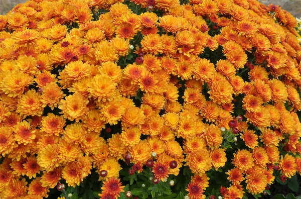 Fioritura autunnale di crisantemo — Foto Stock