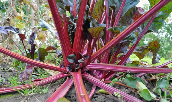 In the open ground grows beetroot — Stock Photo, Image