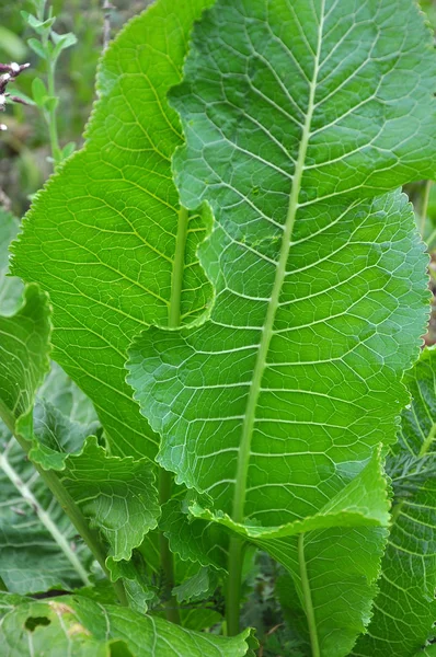 Ravanello con foglie verdi in piena terra — Foto Stock