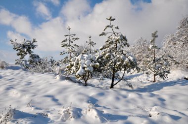 Kar ve ağaçlarla kaplı kış manzarası