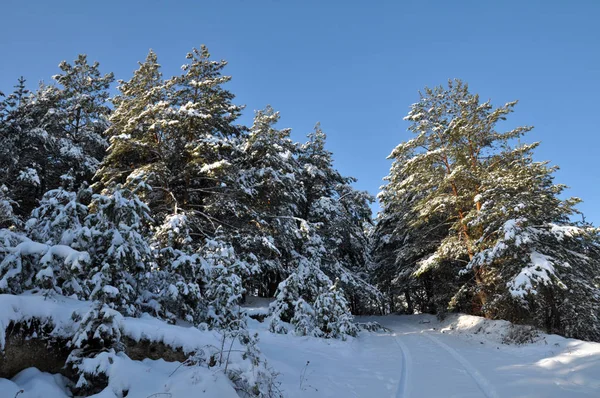 Paysage hivernal avec neige et arbres — Photo