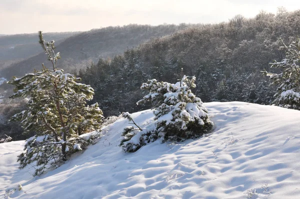 Paisagem de inverno com neve e árvores — Fotografia de Stock