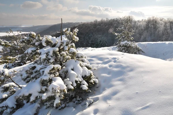 Paisaje invernal con nieve y árboles —  Fotos de Stock