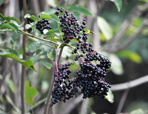 De vlierbes rijpt in de natuur — Stockfoto