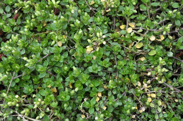 Een tandwiel (Stellaria media) groeit in de bodem — Stockfoto