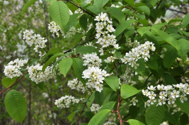 Bahar kuşları kiraz ağacında (Prunus padus) doğada çiçek açar.