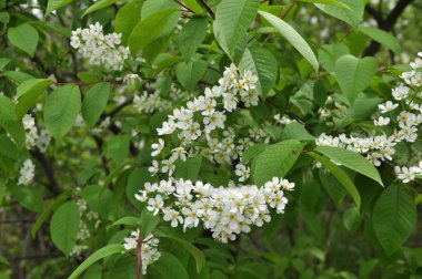 Bahar kuşları kiraz ağacında (Prunus padus) doğada çiçek açar.