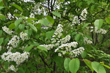 Bahar kuşları kiraz ağacında (Prunus padus) doğada çiçek açar.