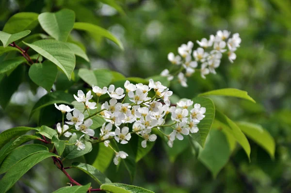 I vÃ ¥ren fågel-körsbär trÃ ¤d (Prunus padus) blommar i naturen — Stockfoto