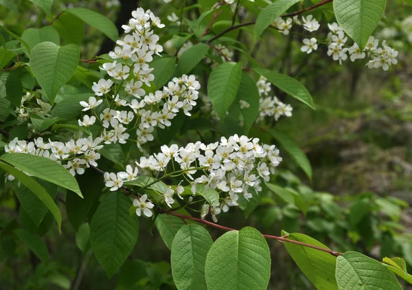 Im Frühling blüht Vogel-Kirschbaum (prunus padus) in der Natur — Stockfoto