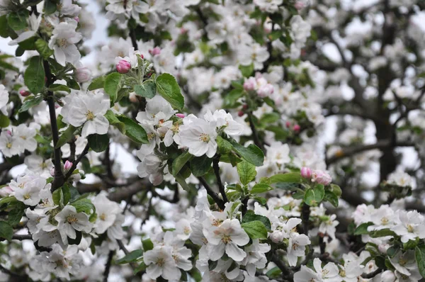 Im Frühling blüht im Obstgarten ein Apfelbaum. — Stockfoto