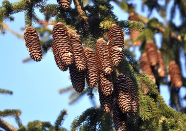 On the spruce branch hang cones.