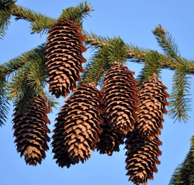 On the spruce branch hang cones.