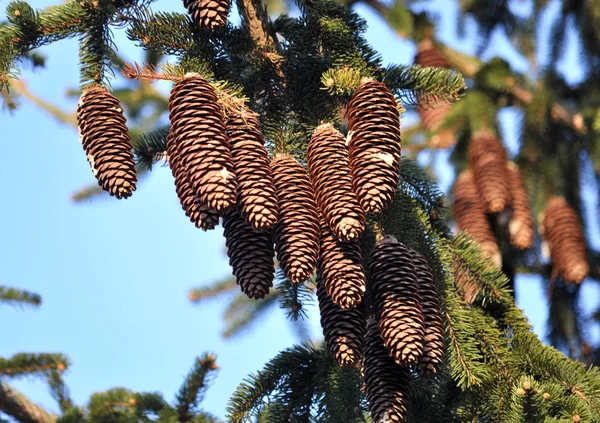 On the spruce branch hang cones. — 스톡 사진