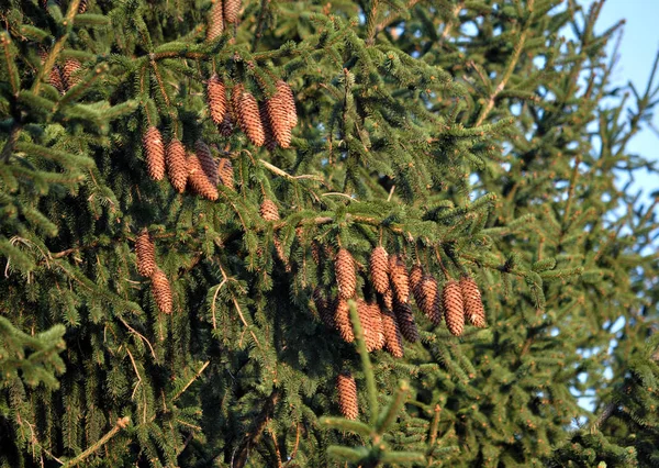 On the spruce branch hang cones. — Zdjęcie stockowe