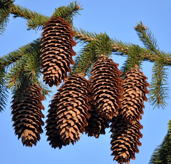 On the spruce branch hang cones. — Zdjęcie stockowe