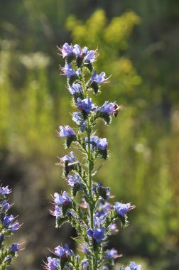 Echium vulgare mavi doğada çiçek açar.