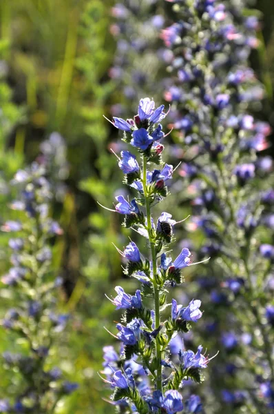 Echium vulgare florece en la naturaleza en azul — Foto de Stock