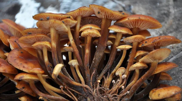 Flammulina velutipes hongos de invierno crecen en el bosque — Foto de Stock