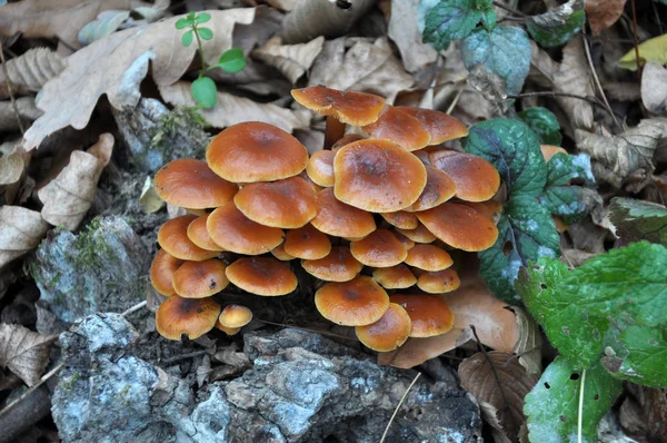 Flammulina velutipes winter fungi grow in the forest — Stock Photo, Image
