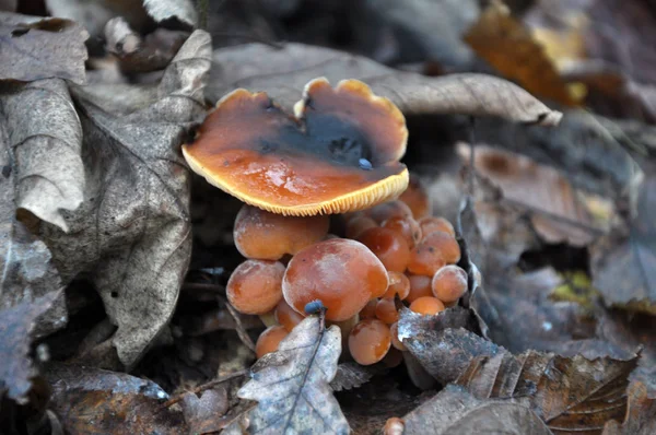 Flammulina velutipes winter fungi grow in the forest — Stock Photo, Image