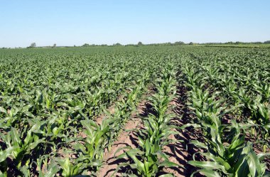 Herbisit kullanan genç mısır otlardan korunur