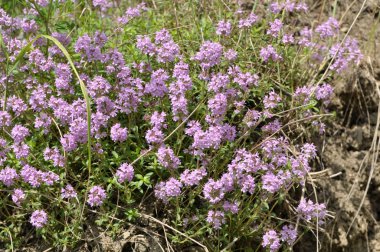 Vahşi otların arasında yaz, kekik açar.