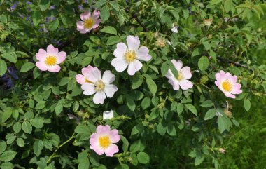 Gül kalçalar çalıların dalında çiçek açar.