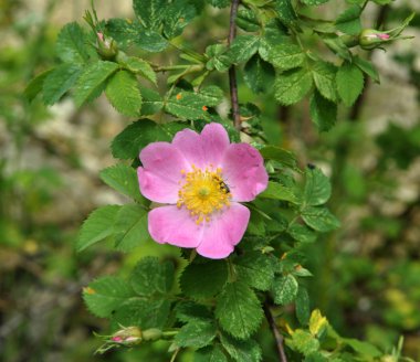 Gül kalçalar çalıların dalında çiçek açar.
