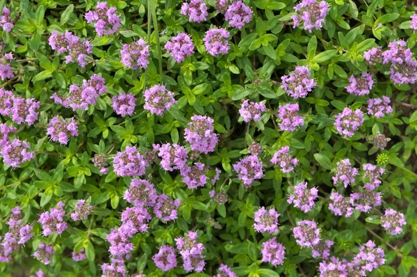 Verano entre hierbas silvestres florece tomillo — Foto de Stock