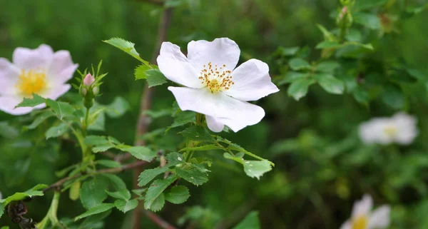 Rosa quadris florescer no ramo do arbusto — Fotografia de Stock